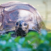 SCZ - Aldabra Tortoise's avatar