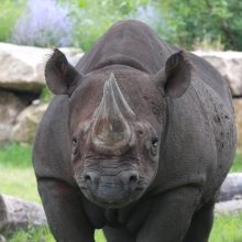 SCZ - Black Rhino's avatar