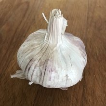 Garlic 's avatar
