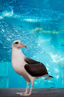 Team Monterey Bay Aquarium's avatar