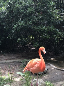 flamingos's avatar
