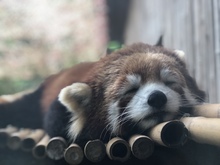 red pandas's avatar
