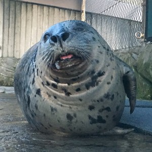 Barney The Seal's avatar